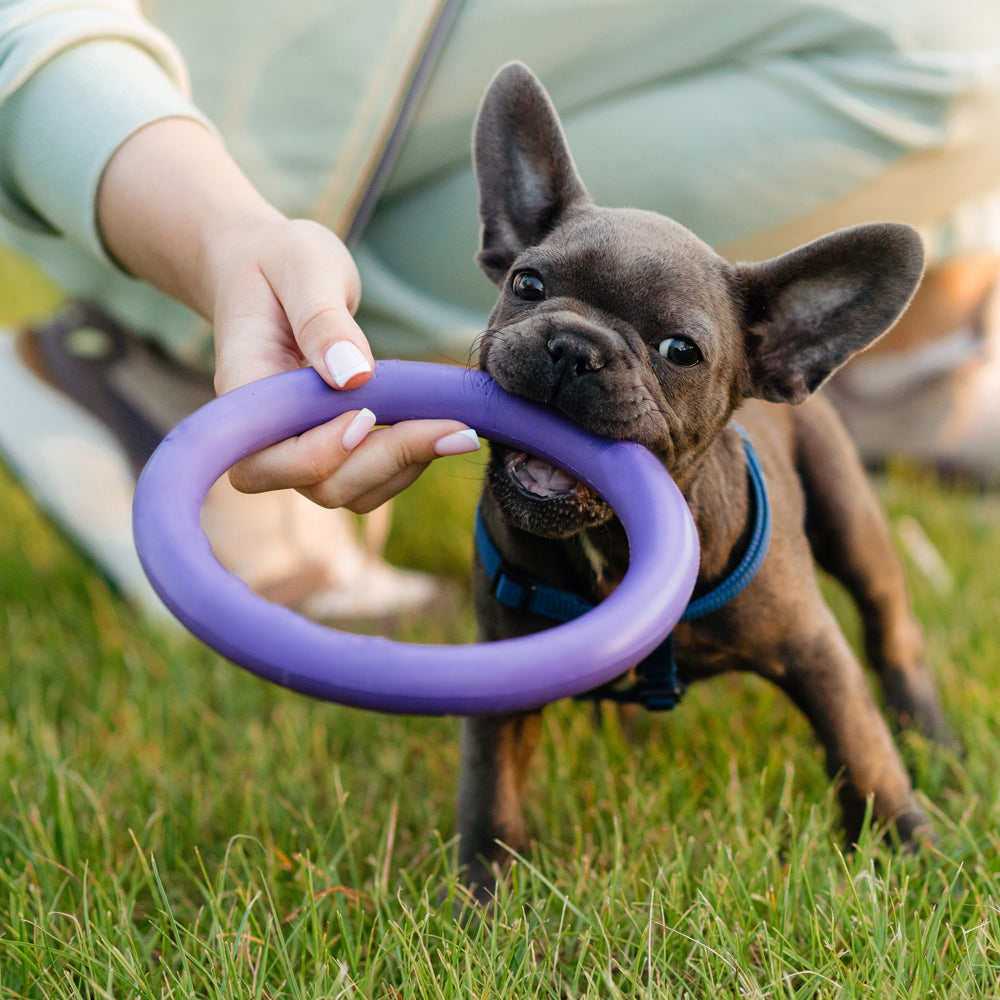 Hunde Anti-Beiß Trainingsring ø9 cm aus Gummi - ass. Farben