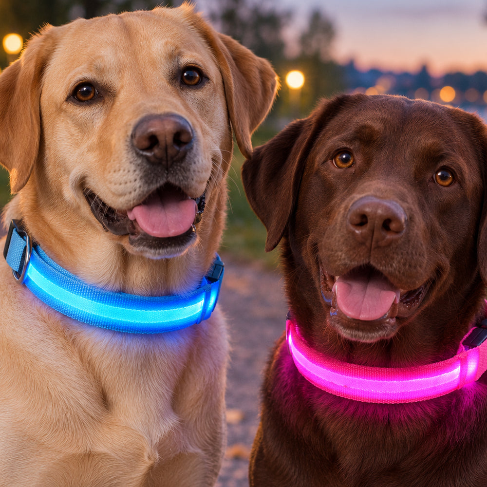 Hundehalsband mit LED-Licht – besser sichtbar beim Spaziergang