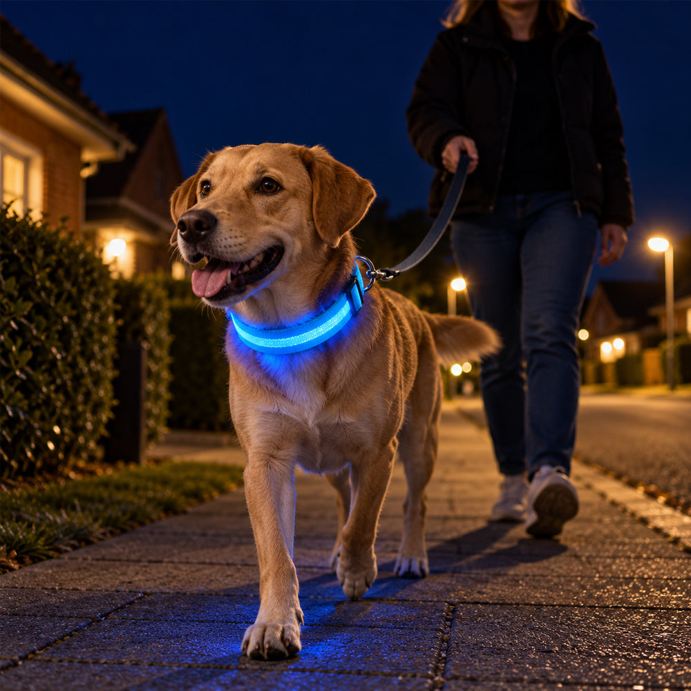 Hundehalsband mit LED-Licht – besser sichtbar beim Spaziergang
