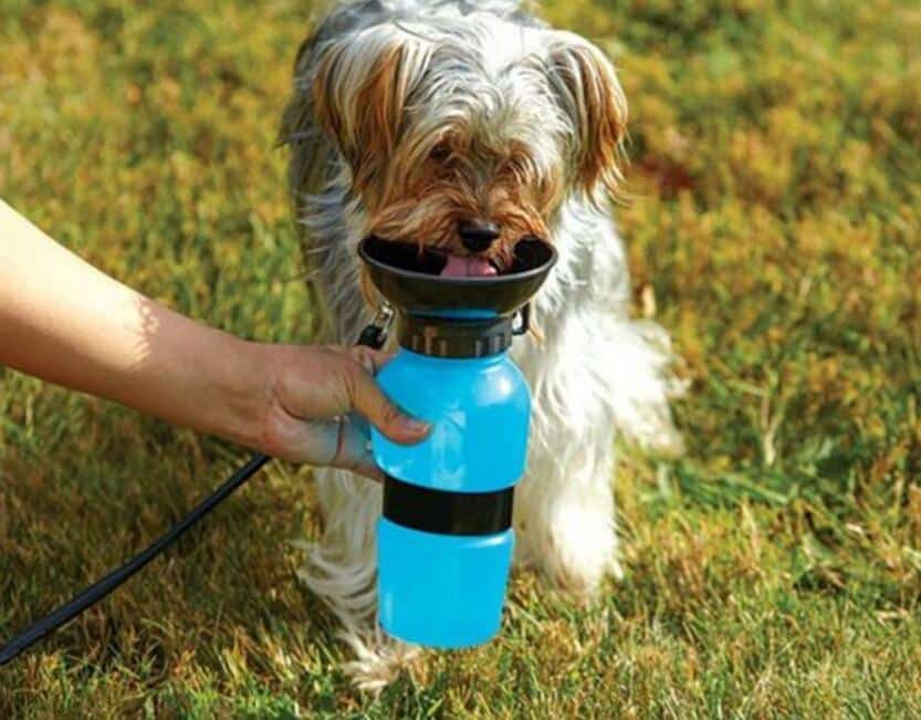 Aqua Dog Trinkflasche für Hunde