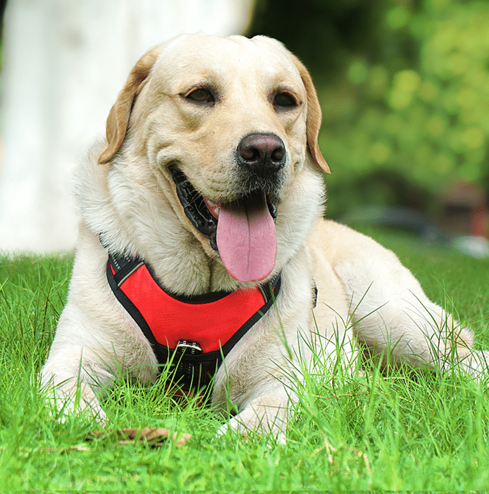 Weiches Luxus-Hundegeschirr mit Reflektoren – robust & wasserfest – Rot, Schwarz oder Blau