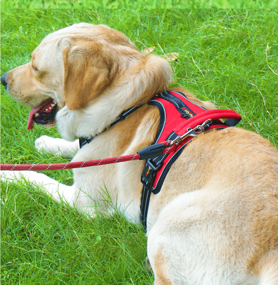 Weiches Luxus-Hundegeschirr mit Reflektoren – robust & wasserfest – Rot, Schwarz oder Blau
