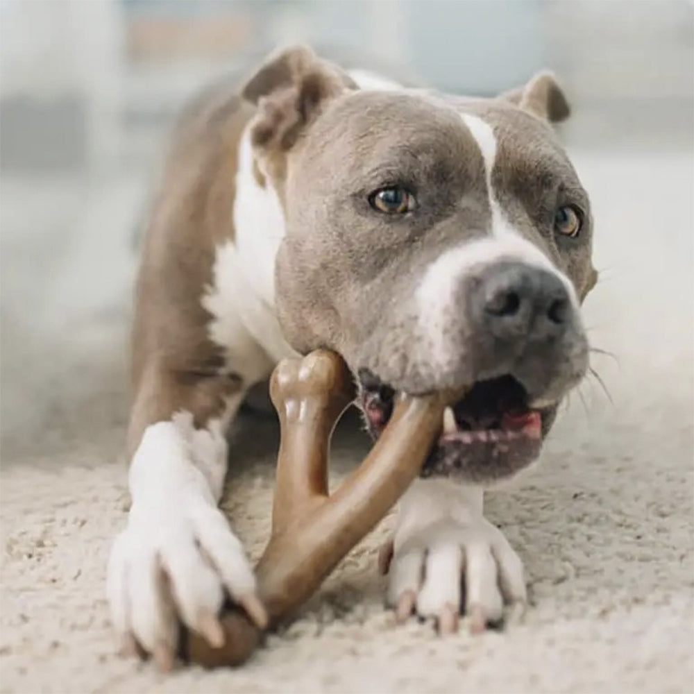 Hundekauknochen mit Bacon- und Hähnchengeschmack