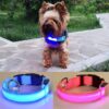Hundehalsband mit LED-Licht